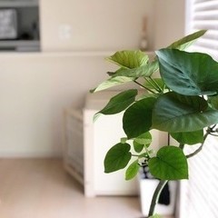 キッチンコンロ下収納 カインズと100均セリアの収納グッズを勝手にコラボ 劇的に整理できる技 ヨムーノ