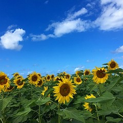 日本未上陸スーパー ハワイの ホールフーズマーケット おすすめbest5 ヨムーノ