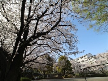 apartment 東京都町田市森野１丁目31-10　渋谷グリーンテラスⅡ1F
