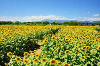 apartment 東京都町田市森野１丁目31-10　渋谷グリーンテラスⅡ1F