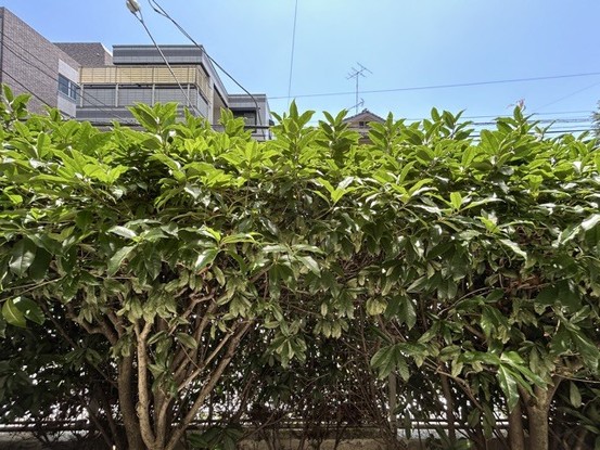 apartment 東京都渋谷区神宮前４丁目11-6　表参道千代田ビル7F
