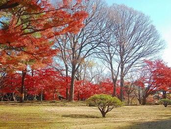apartment 東京都立川市錦町２丁目6-2 ステラNKビル1F