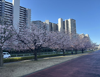 apartment 埼玉県八潮市大瀬１丁目2-11 カーサヴェルデ八潮1F