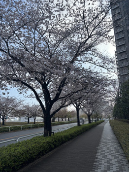 apartment 埼玉県八潮市大瀬１丁目2-11 カーサヴェルデ八潮1F