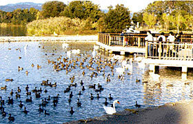 apartment 大阪府八尾市南植松町５丁目182番地 日本TPビル