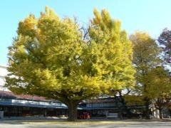 apartment 東京都昭島市松原町３丁目6-5 プランシエル1階