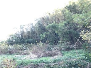 常滑市西阿野字唐崎・タケノコ山の外観