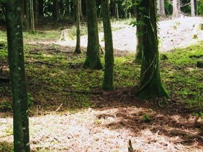 天城高原別荘地の売り土地の外観