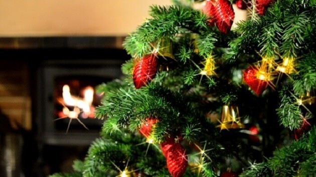 もみの木を育てて クリスマスツリーを作ろう ヨムーノ