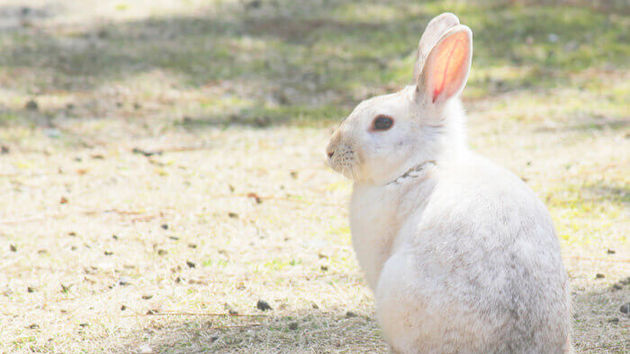 うさぎを飼うには ヨムーノ