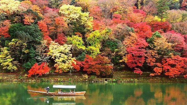 紅葉ってなんで赤と黄色があるの ヨムーノ