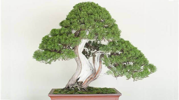今アツい 盆栽の始め方 育て方 ヨムーノ