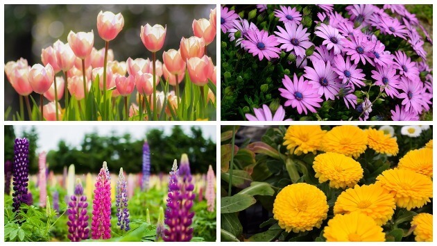 4月28日は 庭の日 ガーデニング初心者におすすめ 花の苗5選 ヨムーノ