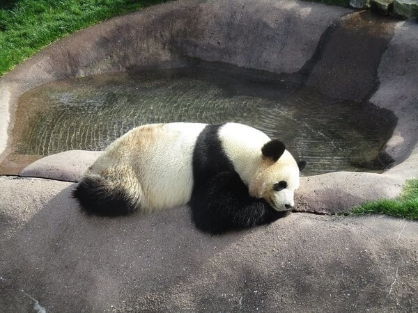 今絶対行きたい 日本の動物園ランキング18 発表 上位はハシビロコウとアノ人気者 ヨムーノ