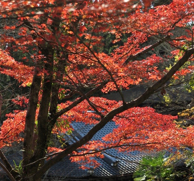 夜の紅葉ライトアップが人気 日本夜景遺産に認定された実力をもつ 石山寺 に注目