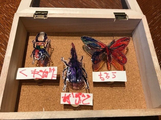 セリア 大人も熱中する夏休み工作 プラ板 コレクションケースで作る昆虫標本箱 ヨムーノ