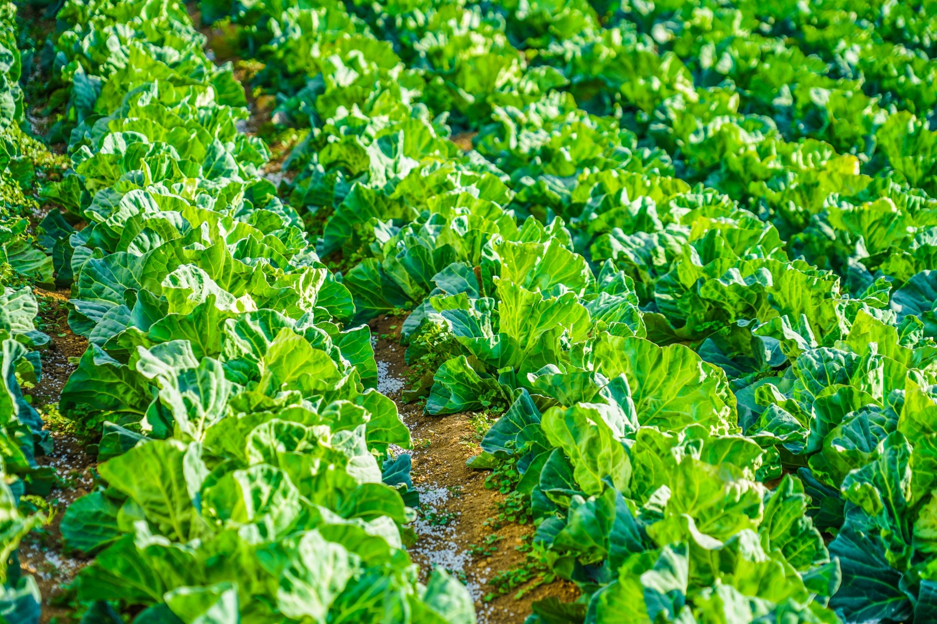 農地は地目を転用すれば売買できる?農地売却のポイント