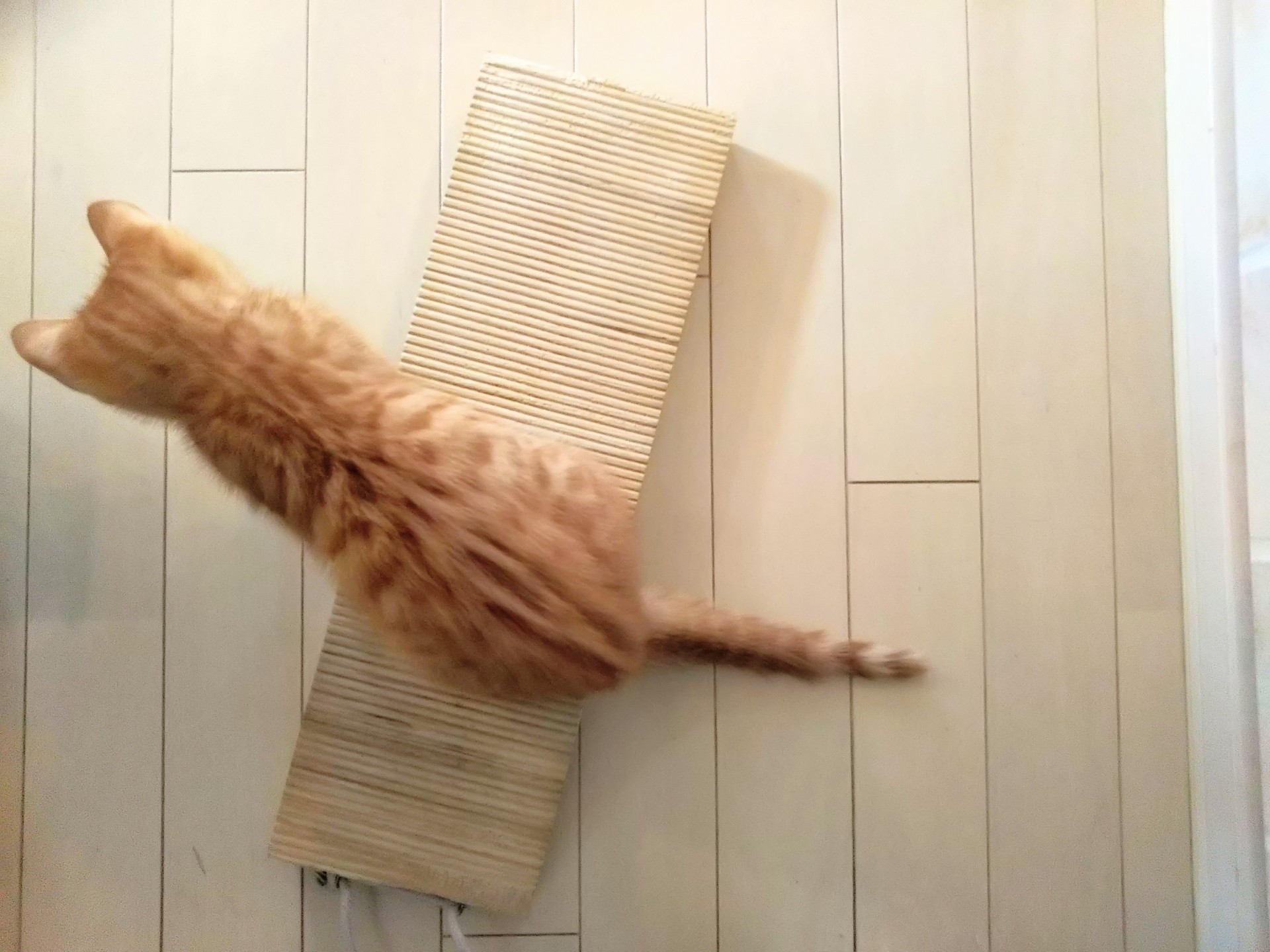 賃貸住宅で猫を飼う際に必要な 5つの対策 壁 床で工夫することとは
