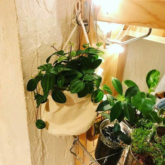 さすが無印良品 お部屋にひとさじの緑で劇的おしゃれ マネしたい 観葉植物アイデア Best5 ヨムーノ