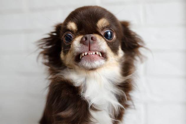 犬の散歩中に買物はng 店前で待つ わんちゃん をみんなどう思ってる 知っておきたいリスク5選 ヨムーノ