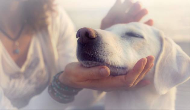 究極すぎる癒し 愛犬が嬉しい気持ちと感謝の気持ちを表してくれる仕草3選 ヨムーノ 究極すぎる癒し 愛犬が嬉しい気持ちと感謝の気持ちを表してくれる仕草3選 ヨムーノ