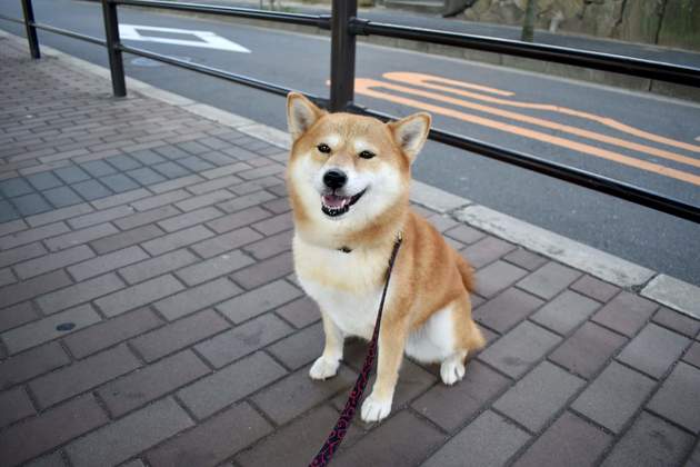 知っておくともっと楽しい 犬の散歩の世界 散歩する距離は犬の体形ごとに違う ヨムーノ