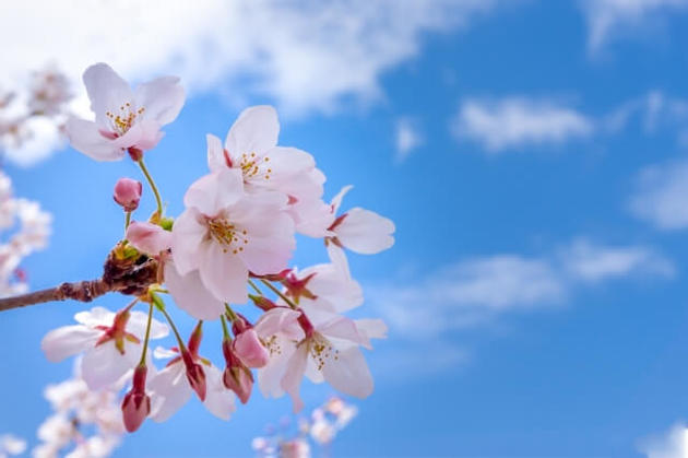 21年桜開花予想 桜はいつ咲く お花見 の起源 コロナ禍の花見 ヨムーノ