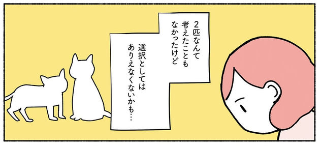 漫画 いきなり2匹まとめて引き取り 兄弟猫を勧める理由 ねこ活はじめました ヨムーノ