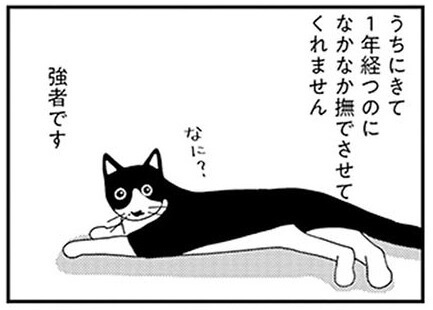 漫画 飼い始めて1年 猫と飼い主の距離は縮まった 近くて遠い2人の関係 ビビり猫 米子さんに懐かれたい ヨムーノ