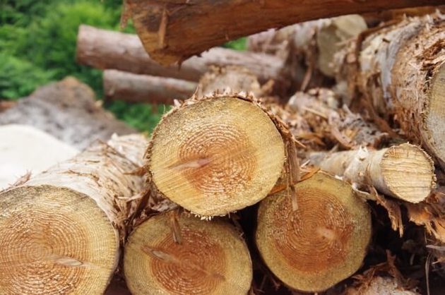 木材価格が高騰！？業界が震撼する「ウッドショック」とは？
