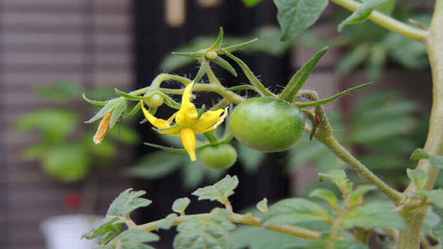 柵が 家庭菜園をもっとおしゃれにする ヨムーノ