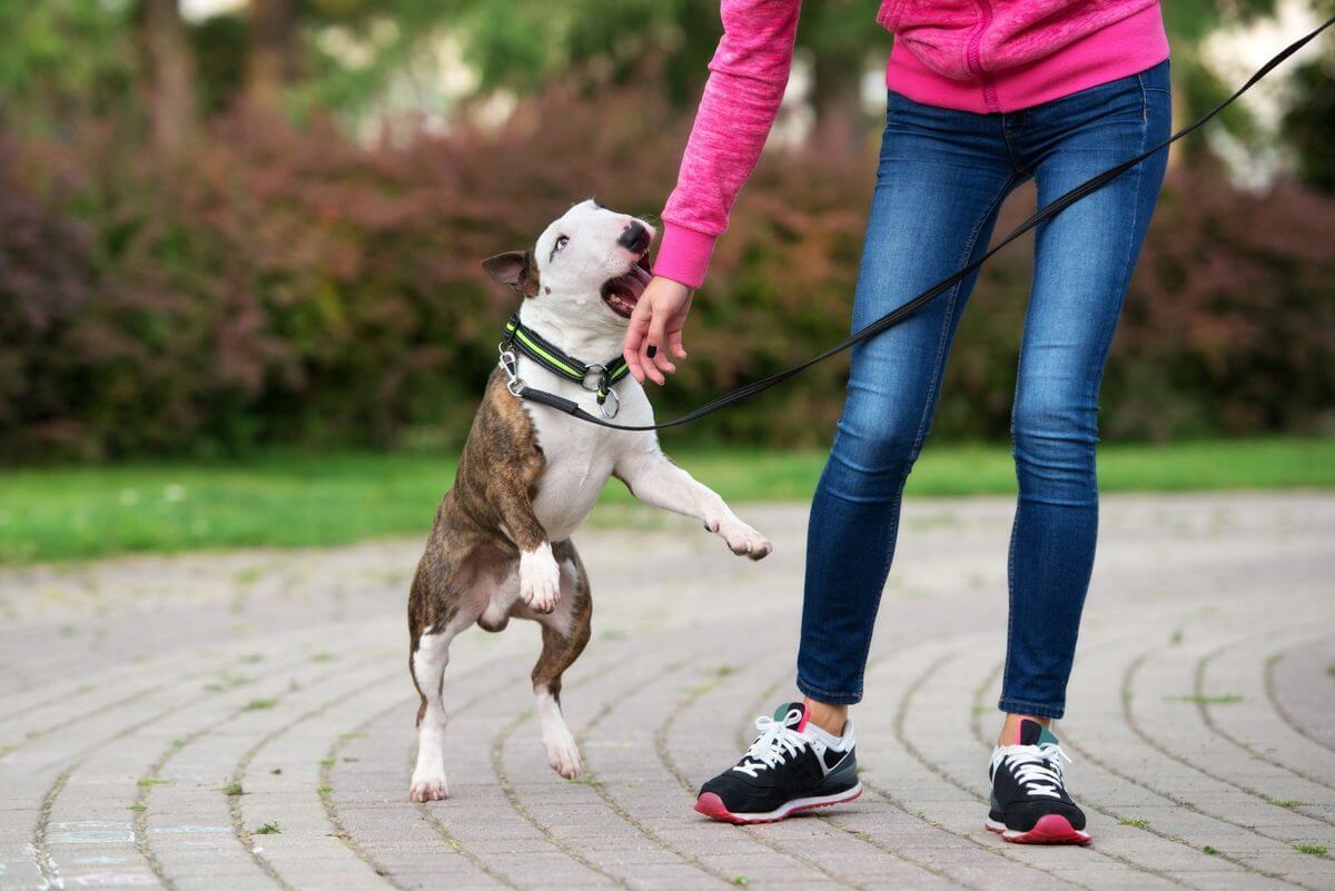 しつけで絶対してはいけない2選 子犬はなぜ甘噛みするの 放っておくと 本気噛み に発展 ヨムーノ