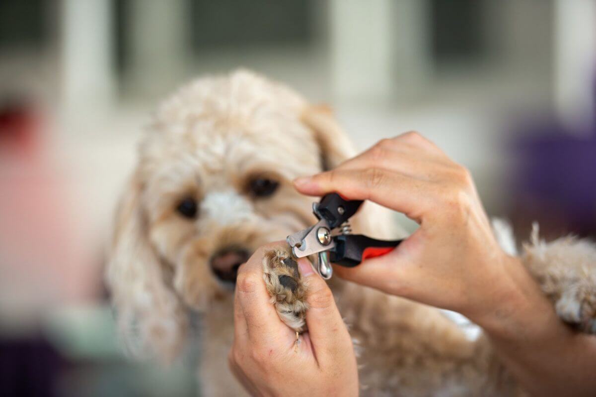 爪切りの頻度は月に1回程度でok 愛犬が爪切りを嫌がるときの対処法4選 ヨムーノ