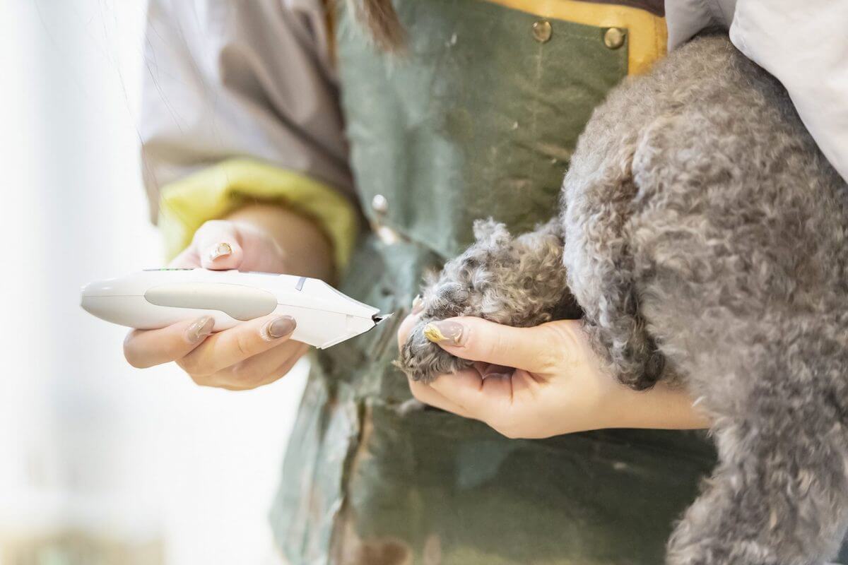 爪切りの頻度は月に1回程度でok 愛犬が爪切りを嫌がるときの対処法4選 ヨムーノ