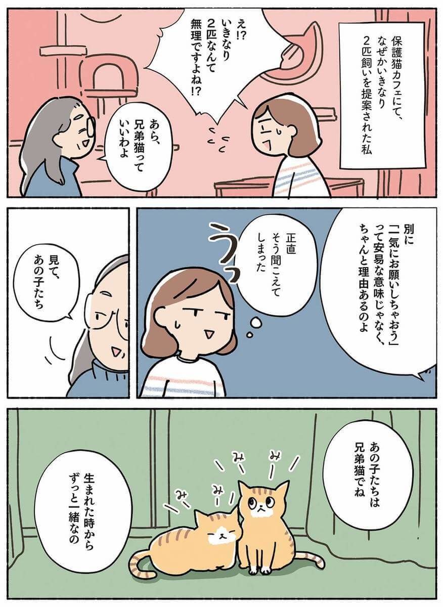 漫画 いきなり2匹まとめて引き取り 兄弟猫を勧める理由 ねこ活はじめました ヨムーノ