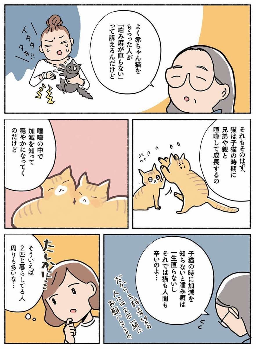 漫画 いきなり2匹まとめて引き取り 兄弟猫を勧める理由 ねこ活はじめました ヨムーノ