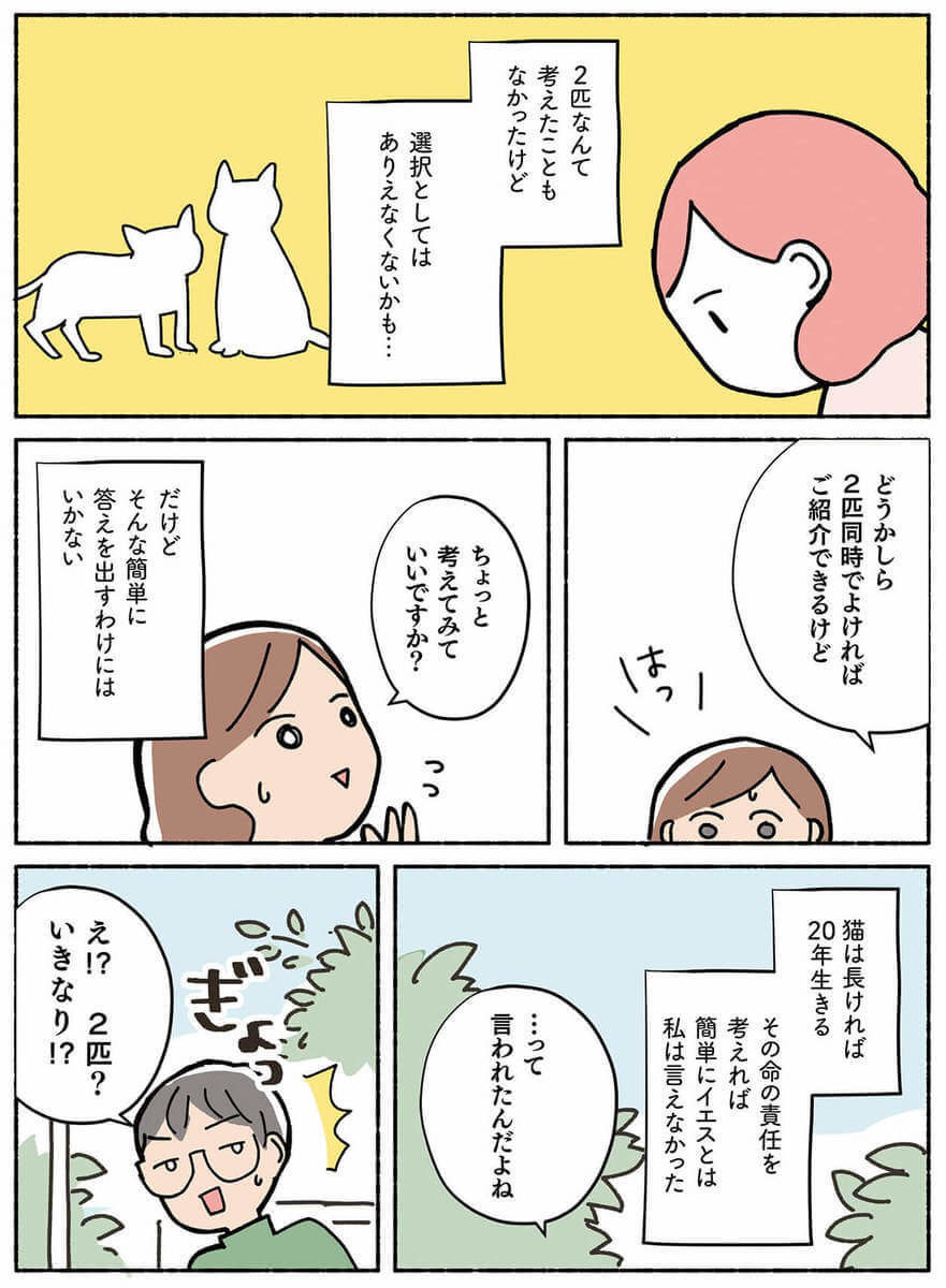 漫画 いきなり2匹まとめて引き取り 兄弟猫を勧める理由 ねこ活はじめました ヨムーノ