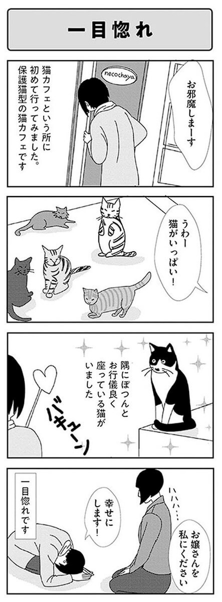 漫画 我が家に猫がやってくる 米子さんを迎えるまでのストーリー ビビり猫 米子さんに懐かれたい ヨムーノ