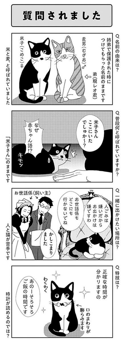 漫画 どうしてこんなに懐かない 米子さんが保護された時のこと ビビり猫 米子さんに懐かれたい ヨムーノ