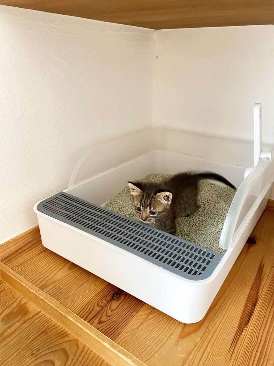 ダイソー と 山実タワー があれば 猫との暮らし 初めにそろえるオシャレ便利グッズ ヨムーノ ダイソー と 山実タワー があれば 猫との暮らし 初めにそろえるオシャレ便利グッズ ヨムーノ