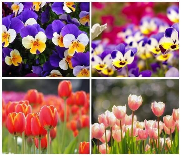 4月28日は 庭の日 ガーデニング初心者におすすめ 花の苗5選