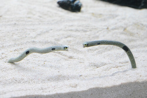 京都水族館が11月11日 ちんあなご 祭り状態に あの ちんあなごだらけパフェ も登場 ヨムーノ