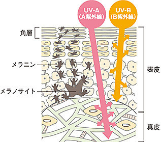 室内や曇りなら日焼けしない はウソ シワ たるみの原因 かくれ紫外線 を防ぐ4つの対策とは ヨムーノ