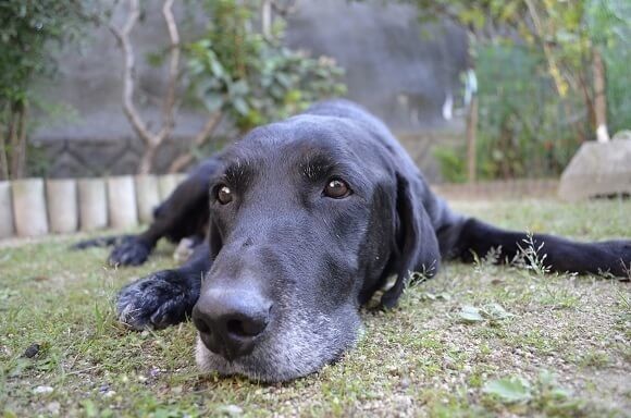 5月13日は愛犬の日 100均の犬のおもちゃで絆を深めよう ヨムーノ