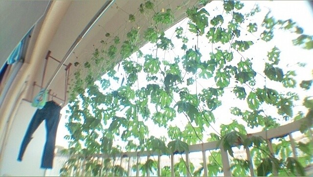 夏は涼しく過ごしたい まるで自然のエアコン グリーンカーテン の作り方とおすすめ植物 ヨムーノ