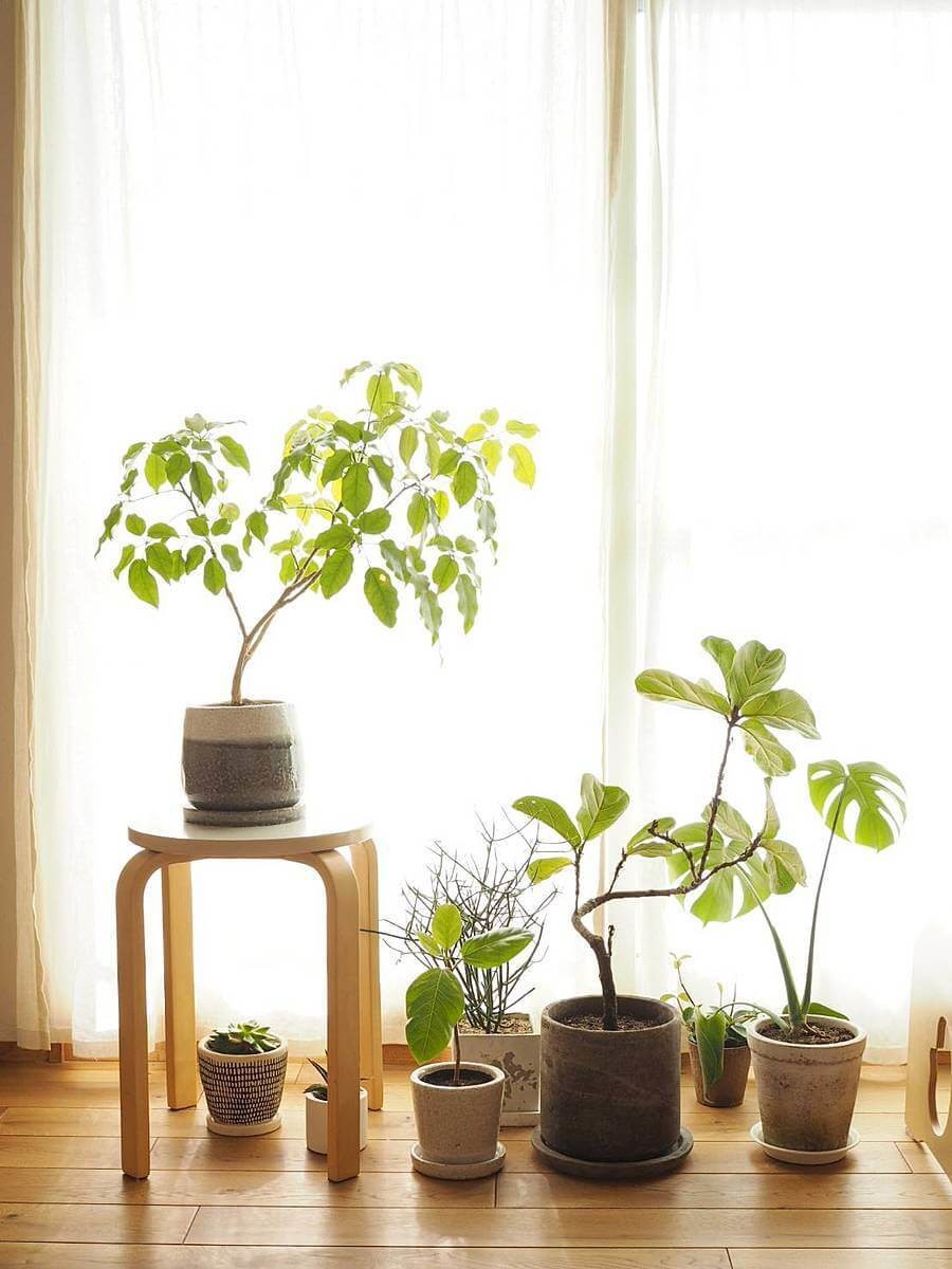 観葉植物は壁に飾る アイアンとブラケットで簡易diy ヨムーノ