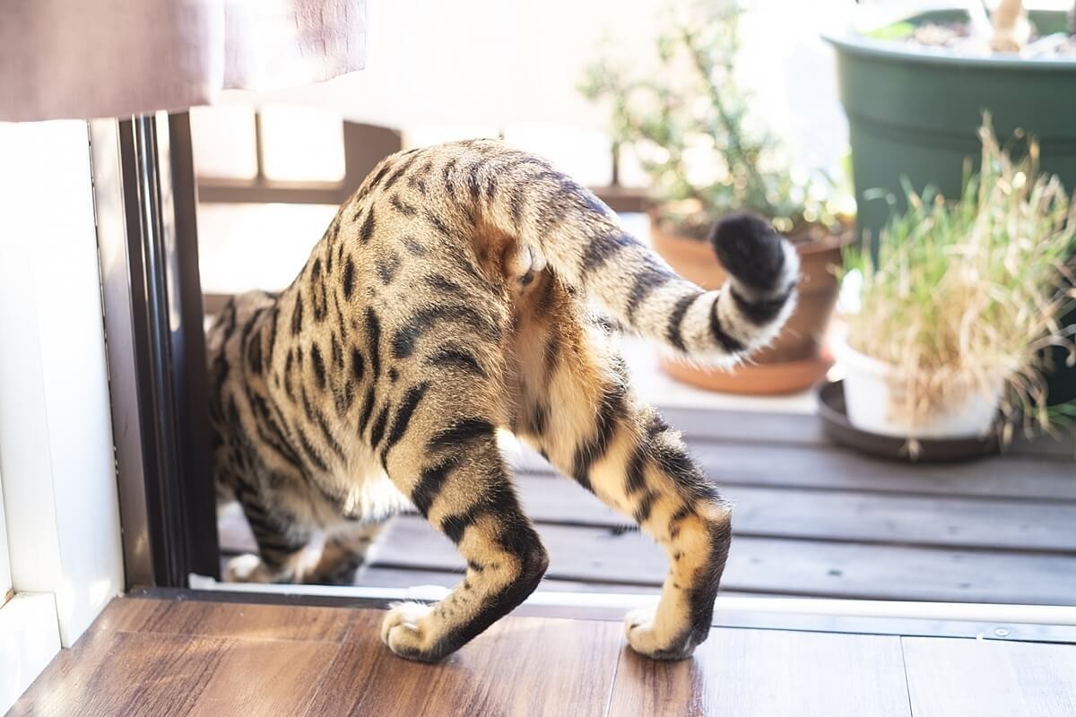 マンションのペットトラブル「犬の吠え声・ベランダ猫問題」どうする 