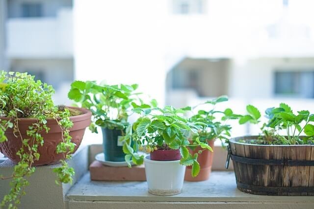 気学鑑定士が教える 風水に欠かせない 観葉植物の置き方 ヨムーノ