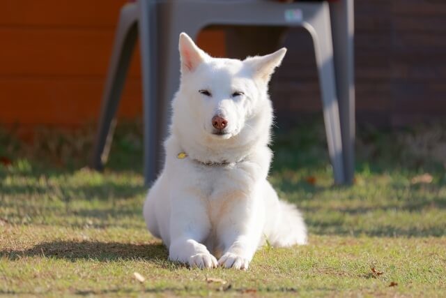 夢占い 犬の出てくる夢の意味は 犬の色 大きさなどシーン別40選 ヨムーノ