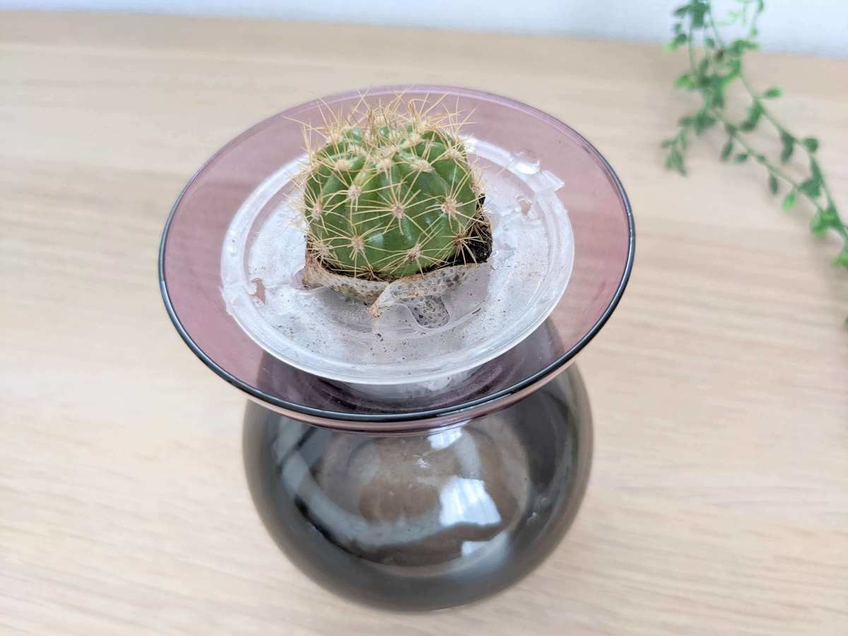 大ブームの予感 3coins 水耕栽培用ガラスベース 欠品相次ぐ人気ぶり 栽培始めました 簡単すぎて感涙 ヨムーノ 大ブームの予感 3coins 水耕栽培用ガラスベース 欠品相次ぐ人気ぶり 栽培始めました 簡単すぎて感涙 ヨムーノ